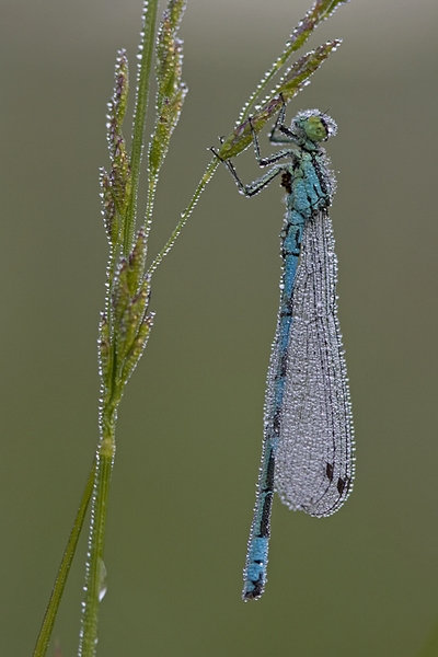 1046 - COENAGRION HASTULATUM 2 - HELIMAKI JUSSI - finland.jpg